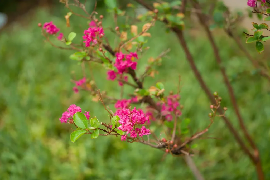 flowers in the blackstone hotsprings garden